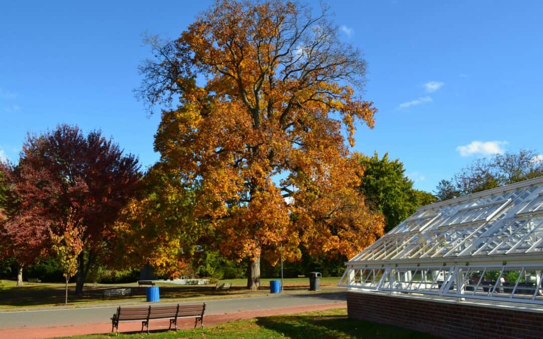 Tree Tour with Arborist John Kehoe