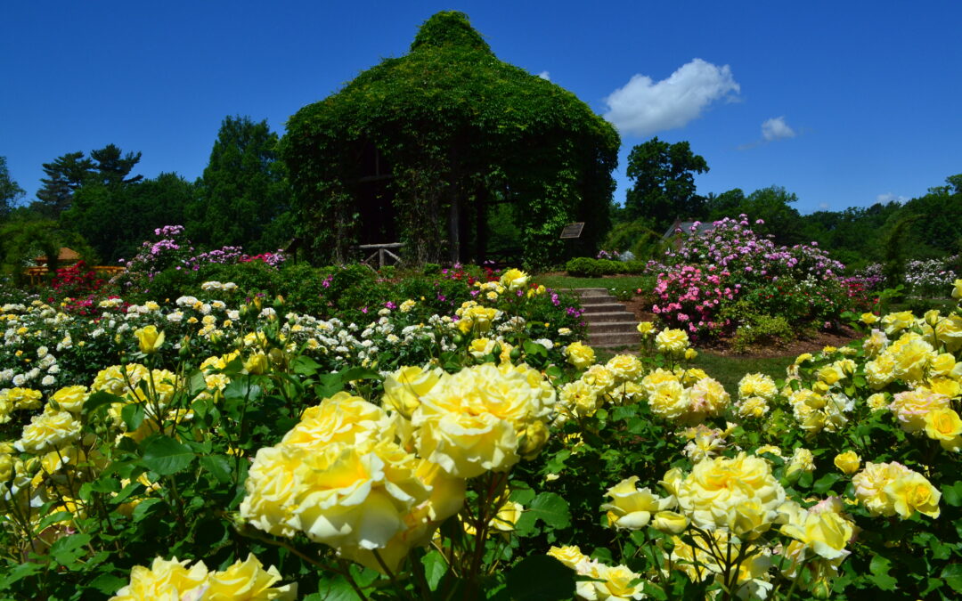 Rose Garden Tour
