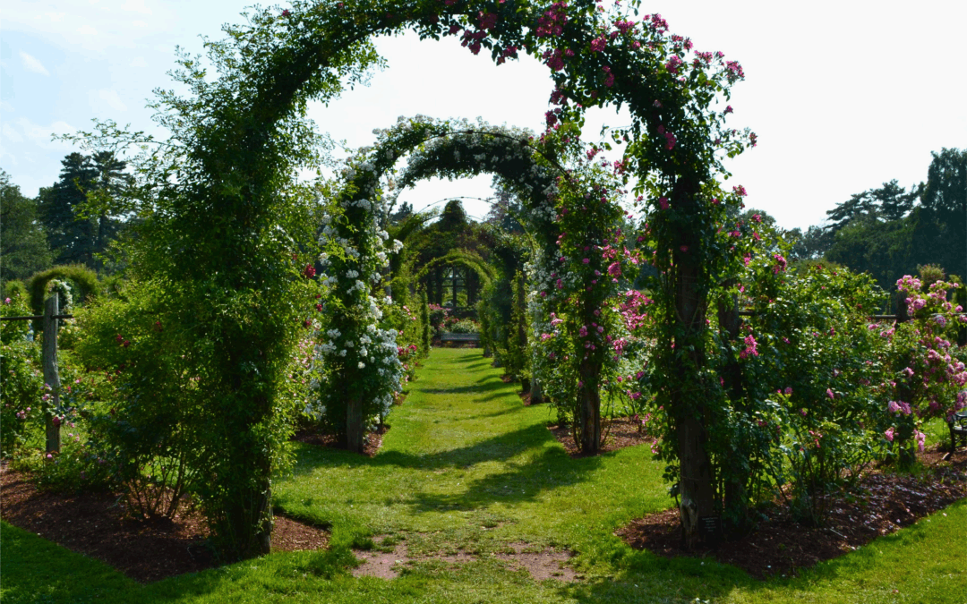 Rose Garden Tour