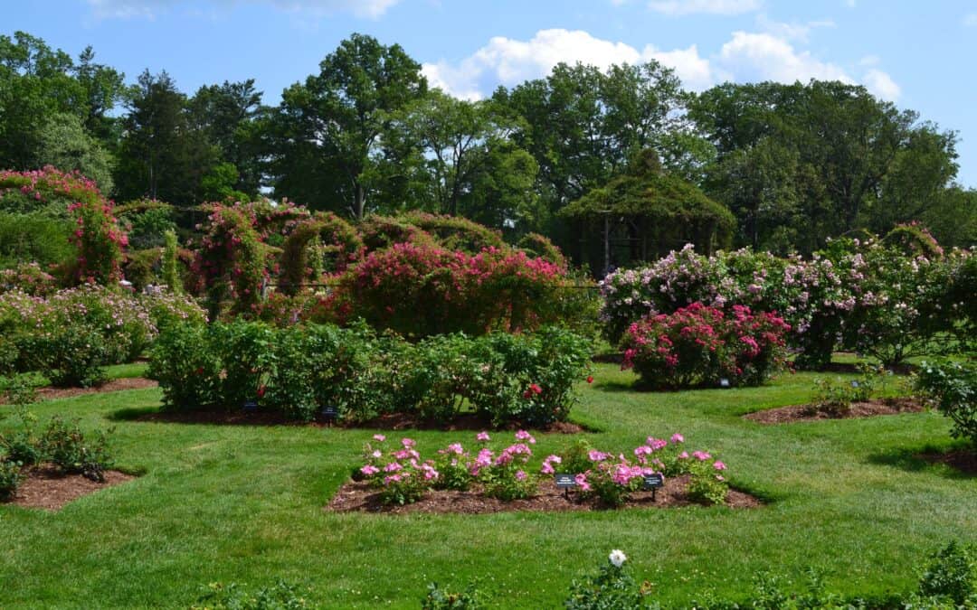 Rose Garden Tour