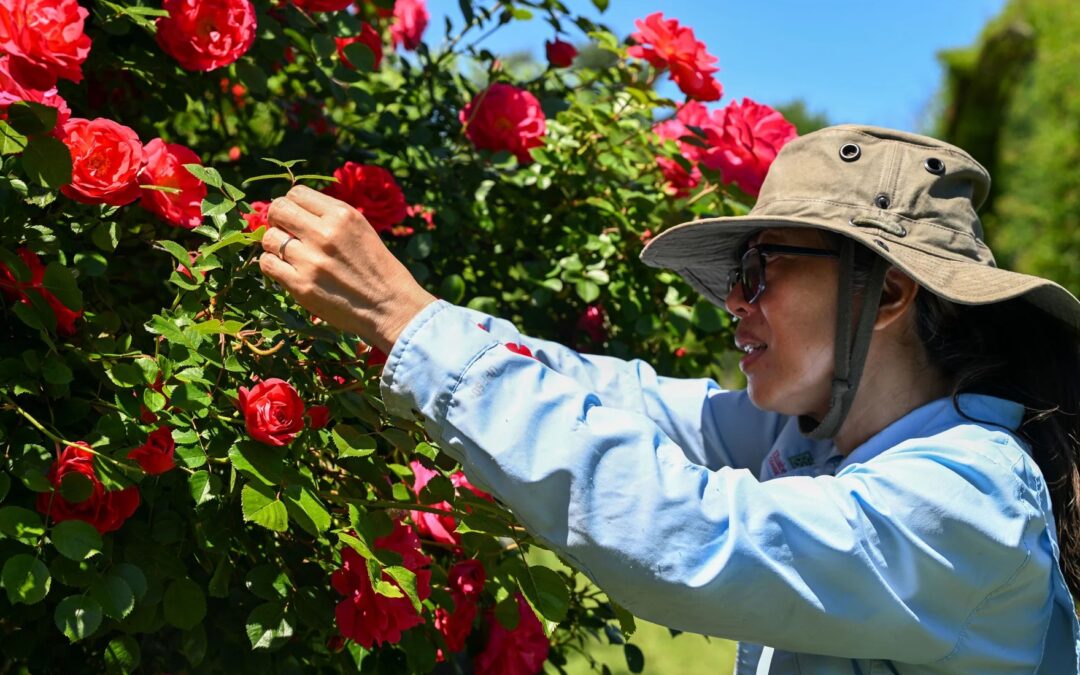 In Hartford, thousands of flowers bloom at country’s oldest public rose garden